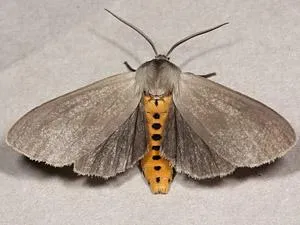 Milkweed Tussock Moth Silver Decorative Hair Comb