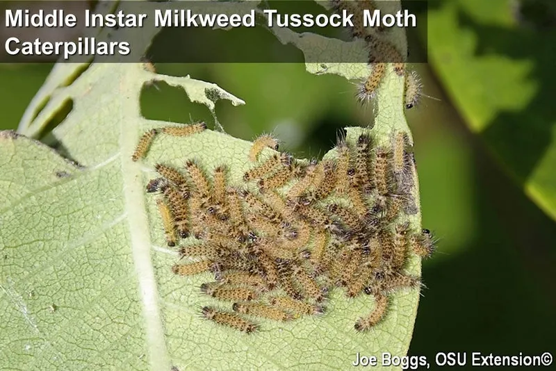 Milkweed Tussock Moth Silver Decorative Hair Comb